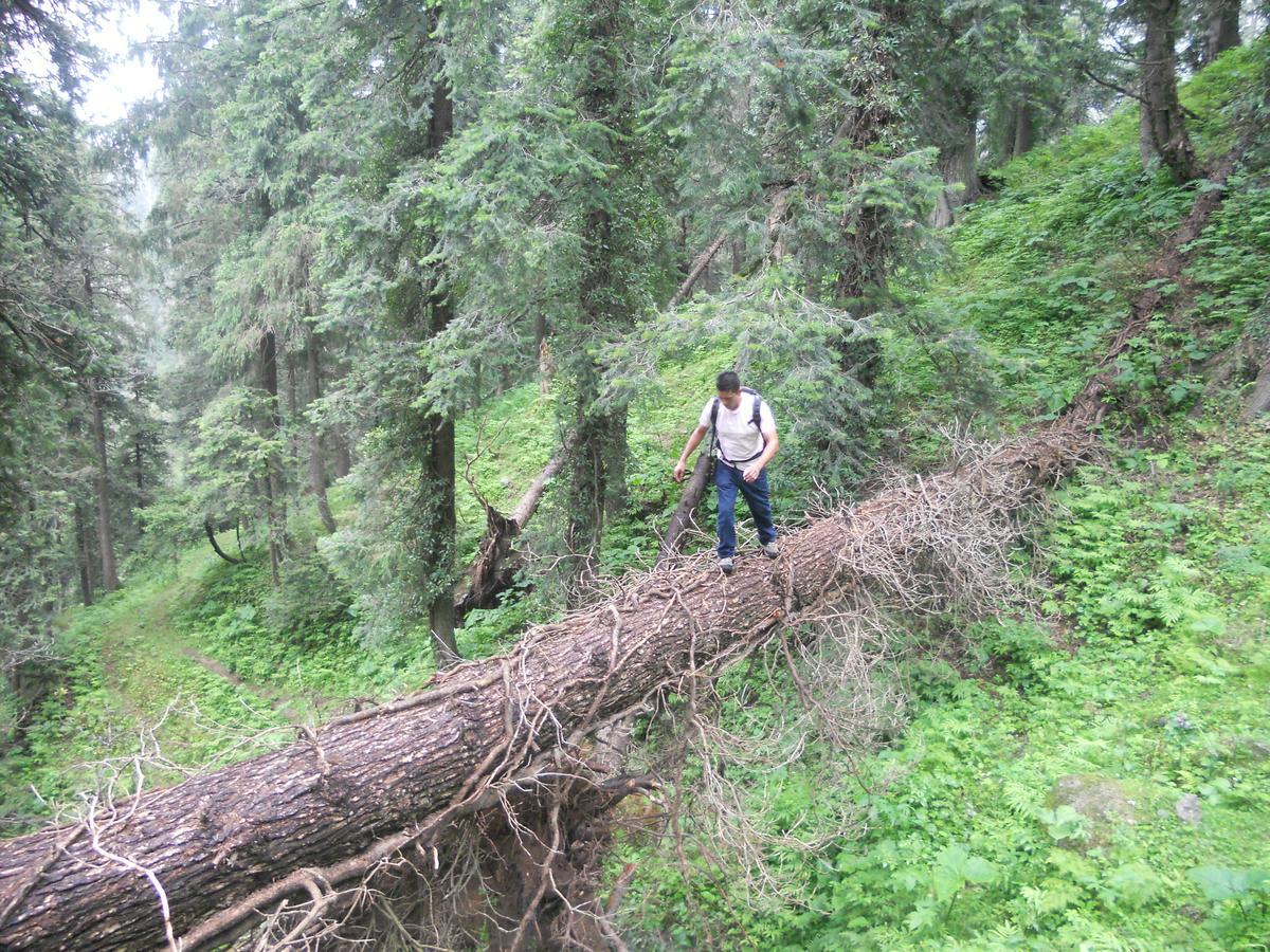 Aamod Resorts Dalhousie ! Luxury Cottage Resort Extérieur photo